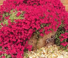 AUBRIETA ROCK CRESS CASCADE RED Aubrieta Hybrida Superbissima - 250 Bulk Seeds