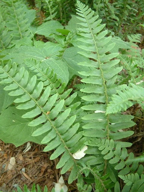 Samambaia de Natal 5 rizomas (Polystichum acrostichoides) - Imagem 2 de 4