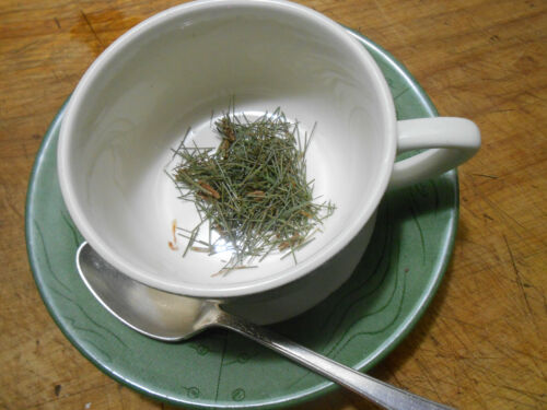 White Pine Needles -Wilderness gathered in Northern Maine &amp; trimmed for your tea