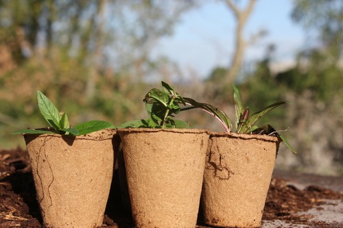 ECO Round Fibre Pots 6cm Gardening Biodegradable 96 Pack NO PACKAGING NO PLASTIC - Picture 2 of 3