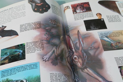 Night Animals ZOO BOOKS Picture Educational Magazine FREE SHIP! - Picture 6 of 8