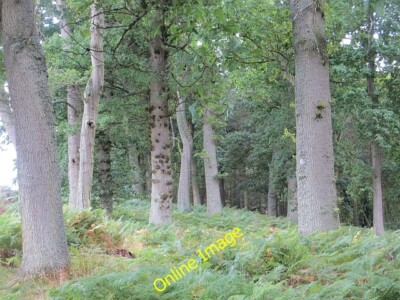 Photo 6x4 Oak wood Crailinghall This mature oak wood was once a strip bes c2013