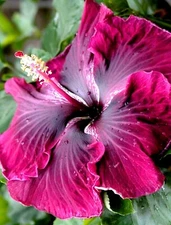 🌺🌺 MADAGASCAR hibiscus MOSCHEUTOS mallow  Malvaceae STARTER 7 cuttings HC6835