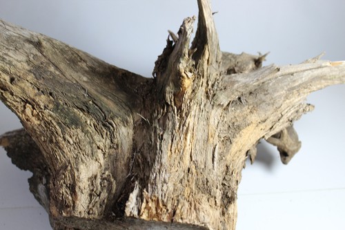 Cedar Tree Stump/Root - Project Wood - "Alien Skull" - Aquarium - Wall Hanging - Picture 8 of 8