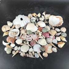 Sea Shells Lot Assorted Natural Spiral Scallop Coastal Beach Craft Decor 1.42 Lb