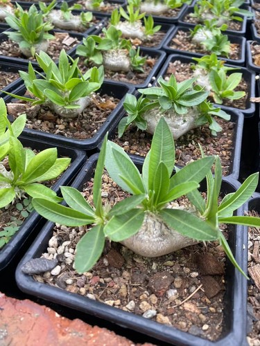 RareSucculent Plant Pachypodium brevicaule Baker Garden Decor Boutique - Picture 4 of 7