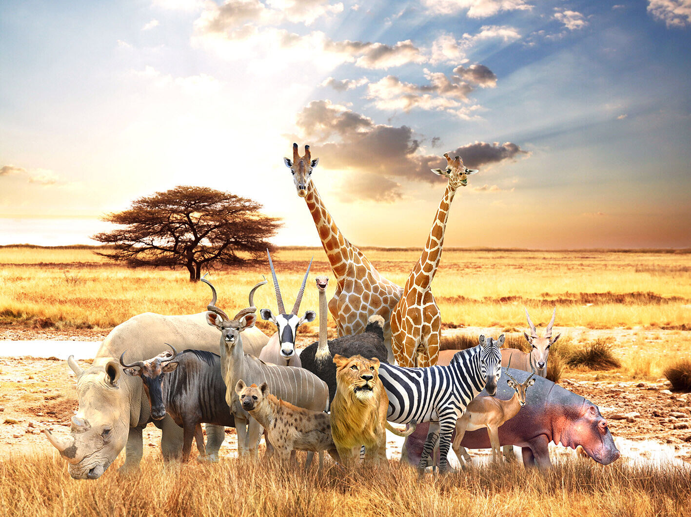 Photographie Safari Animals in Africa Composite - Acheter-le sur