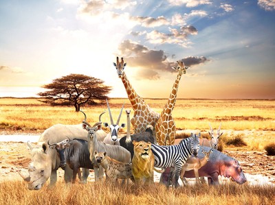 10x8ft African Safari Animals Grassland Scenic Photo Background Vinyl