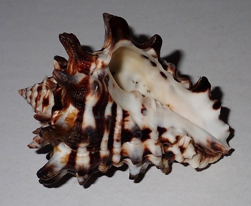 72 mm HUGE Vasum Turbinellus Vase Seashell #AK2 From Surin Island Phuket - Picture 5 of 5