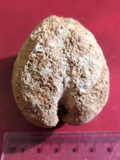 Large Fossil Bivalve, Jurassic, UK. Free Postage.