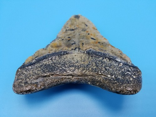 ENORMES DIENTES FOSILIZADOS DE TIBURÓN MEGALODÓN DE 4 3/4 - Imagen 10 de 11