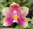Original Orchid Phal Phalaenopsis Mainshow Colourful x Mituo Purple Dragon-Fragr