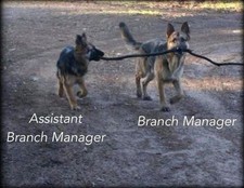 german Shepard refrigerator magnet 3 1/2 x 4 1/2