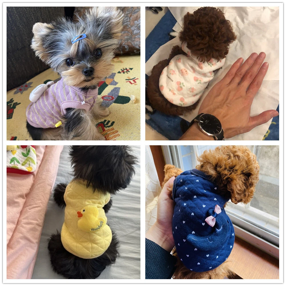 Xxs boy hotsell dog clothes