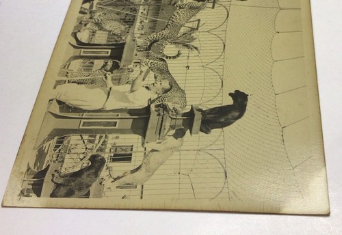 Cartolina fotografica atto gatto grande circo poco più di 5 3/8 pollici x 3 3/8 pollici vintage - Foto 12 di 14