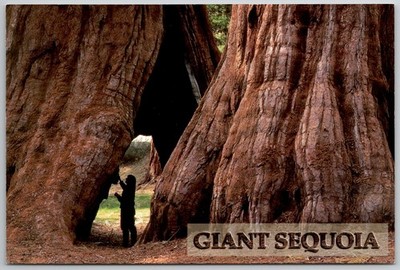 GIANT SEQUOIA Sierra Nevada California Postcard - Massive Trees & Person