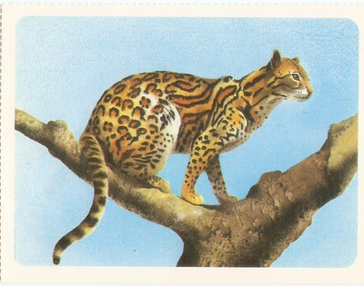 Disney: Steckbrief Tiere - Sammlung Mickey's Tagebuch .Nr. 40. L' OCELOT