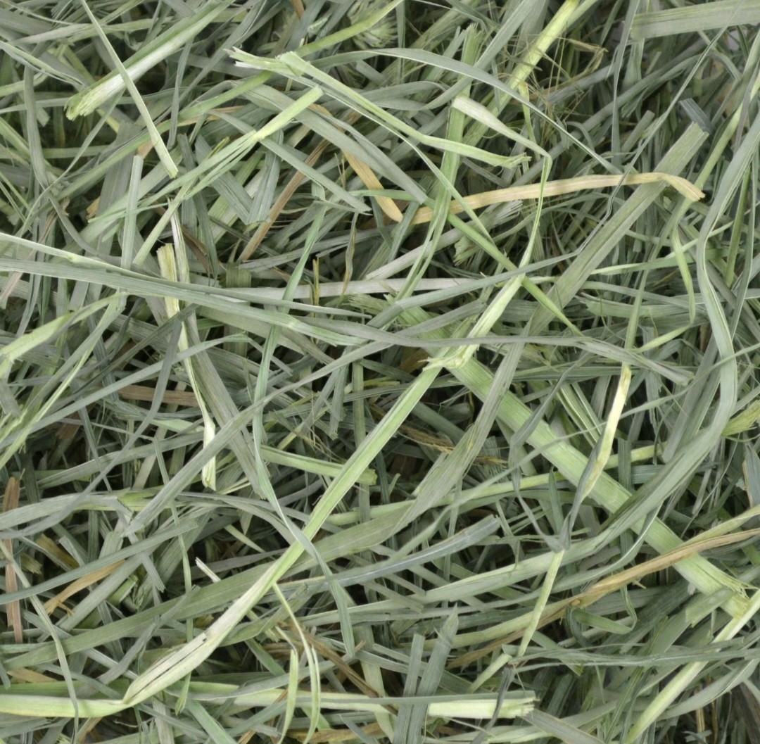 Small Pets Food Orchard Grass Hay 15 oz. Sweet Soft Texture Fresh Hand-Packed