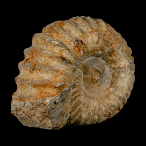 3.7" Acanthoceras Ammonite Fossil Agadir Morocco 360 Million Year Old COA - Picture 4 of 9