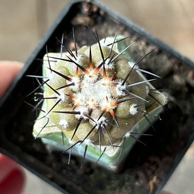 A28-561 Copiapoa columna-alba, Tigrillo, grafted