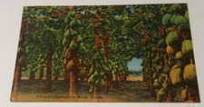 1940's FLORIDA linen postcard ~ PAPAYA PLANATATION grove of fruit trees