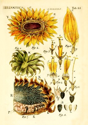 Sonnenblume - Vintage Botanischer Druck Reproduktion (210 x 297 mm - 8,25'' x 11,75'').