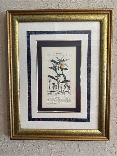 Vintage Litho Kunstdruck Botanica professionell mattiert und gerahmt - Bild 1 von 3