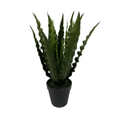 Künstliches Vogelnest im Topf Asplenium Farn bis 30 cm/12 cm Blätter