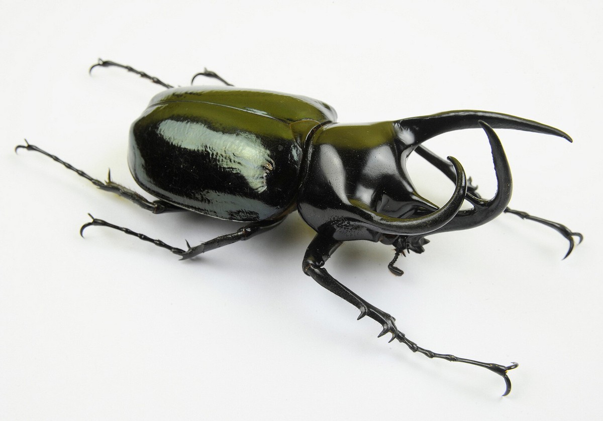 FREAK BEETLE - Chalcosoma caucasus with STRANGE HORN (100mm