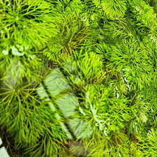 Limnophila Heterophylla Live Fast Growing Freshwater Aquarium Plant BUY2GET1FREE