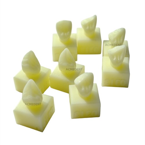24Pcs Dental Composite Resin Filling Practise Model Teeth Caries Dentist Student - Picture 5 of 13