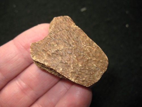 Pleistocene ice age Turtle fossil nuchal scute bone shell Pseudemys nelsoni #2 - Picture 3 of 3