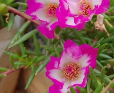 SNOWY PINK Portulaca Moss Rose Plants Cuts - READ DESCRIPTION
