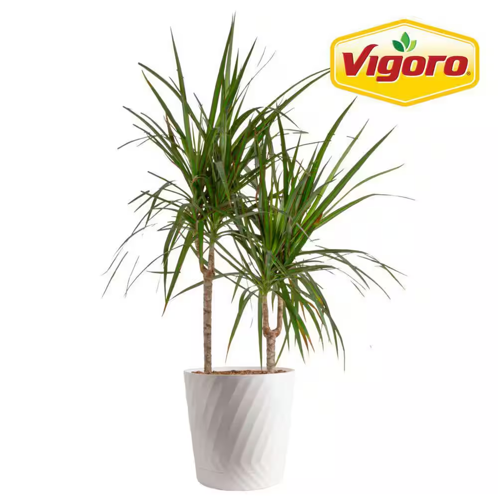 Marginata Indoor Plant in 10 In. White Decor Pot, Avg. Shipping Height 2-3  Ft. T | eBay