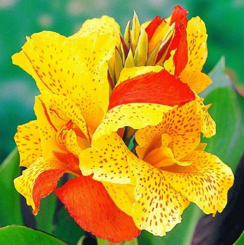 Canna "Cleopatra" Bulb Tuber Gift Packaged w/ Growing Instructions