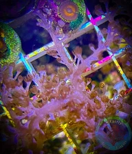 SAF~ “WYSIWYG” Kenya Tree Frag, LPS, SPS, Soft Coral Colony, Leather