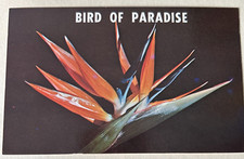 Bird of Paradise Flower c1960s Vintage Postcard