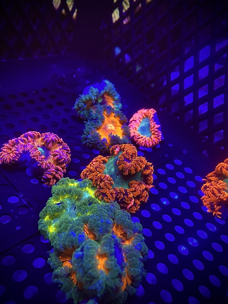 *anemone* 5 Pack Ultra Rock Flower Anemone RFA Rainbow Nem Live Coral