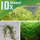 10 Stem Guppy Grass Bunch Aquarium Plants Homegrown Najas Live Fish Tank Plant