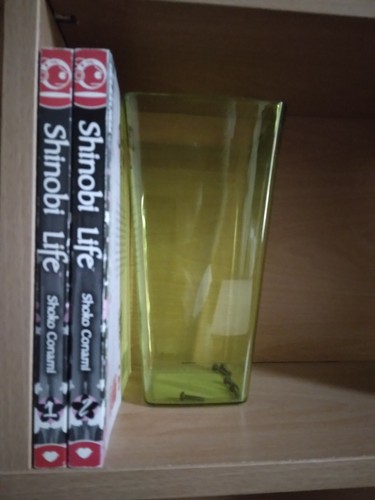 Shinobi Life 1-2, lote de 2 manga shojo, inglés - Imagen 3 de 3