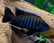 Aggressive Fresh Water Live Aquarium Cichlid for sale | eBay