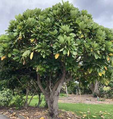 Meryta sinclairii - 20 seeds - Puka - New Zealand native | eBay