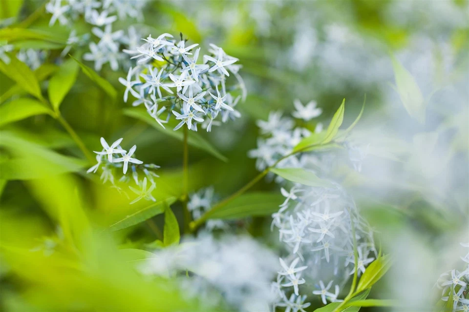 Amsonia tabernaemontana, Blaustern, ca. 9x9 cm Topf, blau blühend - Bild 2 von 4