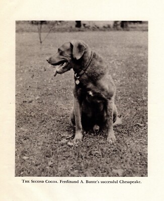1945 Antique CHESAPEAKE BAY RETRIEVER Print The Second Cocoa 5912c