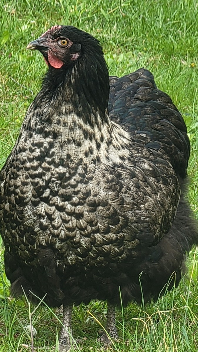 6 Purebred ENGLISH ORPINGTON HATCHING EGGS RARE COLORS | eBay