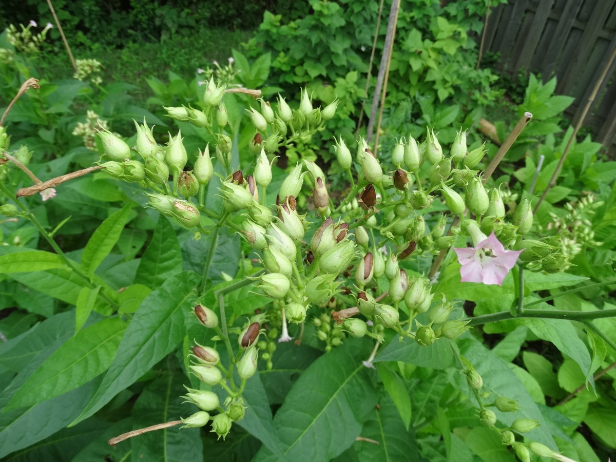 del gold tobacco DEL GOLD TOBACCO 2000 SEEDS High-Yielding High-Nicotine How to Grow Incl-d  2025