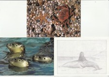 +++ MORSKI PIES + 6 AK + FOKA + NORDDORF + ROZGWIAZDY +MUSZLA + HOHWACHT +SOK + DAHME