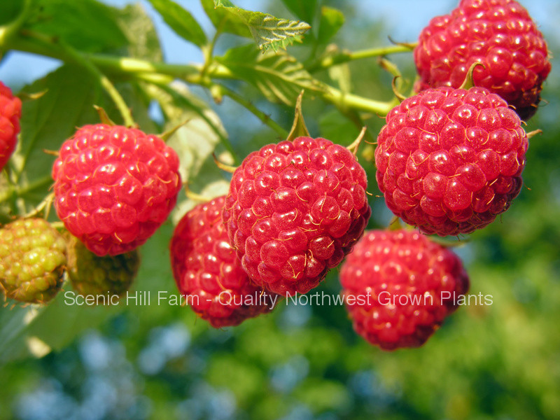 raspberry plants click here