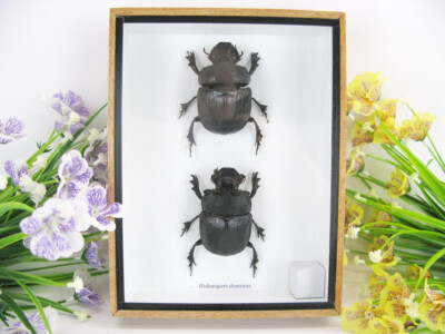 2x Heliocopris Dominus - 3D Schaukasten - echte exotische Insekten - zu hoch