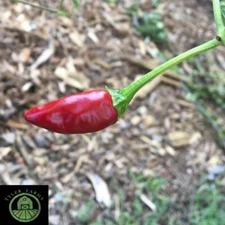10+ Cerezo Pepper Seeds | Exotic, rare chili, chile similar to Pequin
